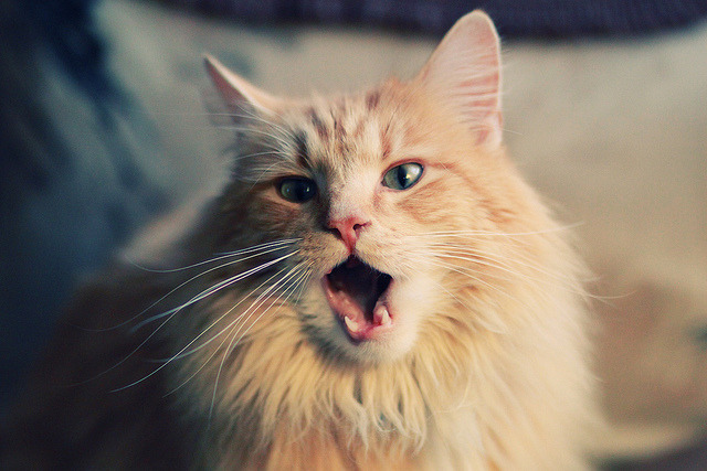 乐鱼官网安全-法兰克福以传控拉扯出射门空间，法兰克福视频