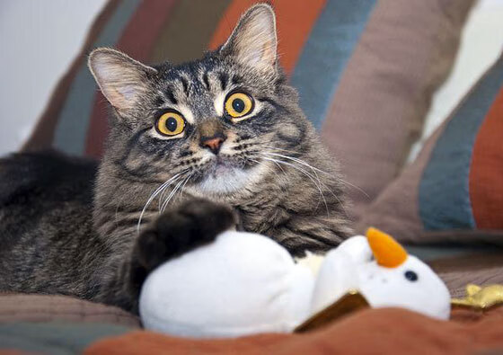 乐鱼体育app在线登录-边锋突破次数减少是否代表整体战术收缩，边锋教学