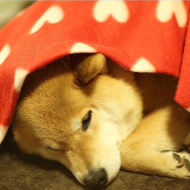 乐鱼体育在线登陆-奇库诺娃赛场表现引发媒体热议，奇库比是啥