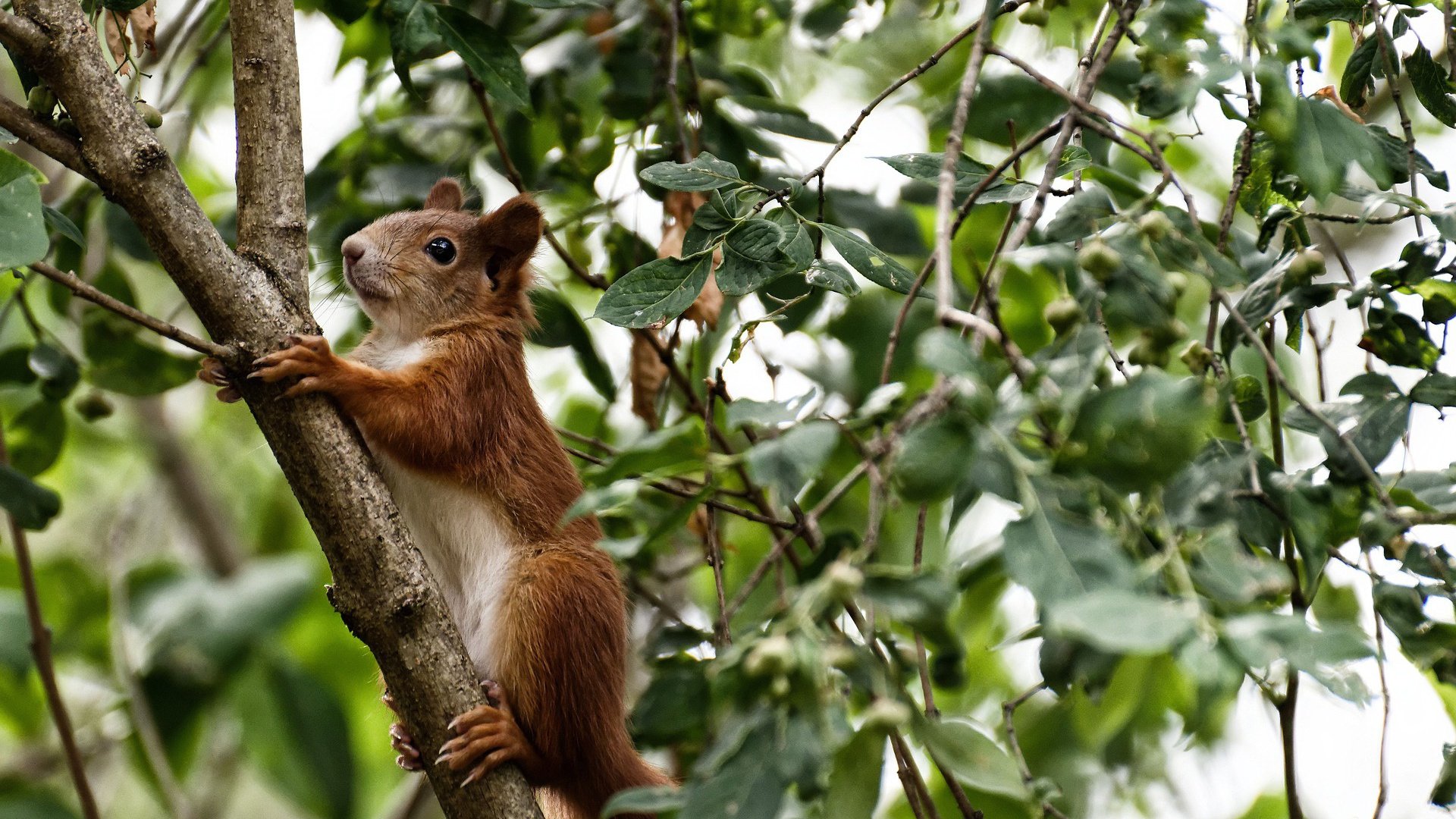 乐鱼官网优惠-特斯·冯·迪克：凭借精准传球，助力南非队有效进攻，安迪冯斯特拉克